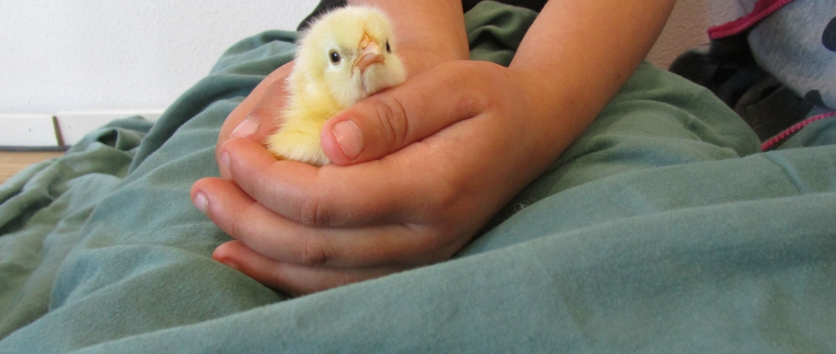 KIGA Brändle: Vom Ei zum Huhn