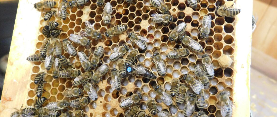 KIGA Wiesenrain: Es brummt und summt im Bienenstock KIGA Wiesenrain: Es brummt und summt im Bienenstock