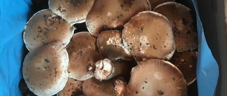 KIGA Rosenlächer: Pilzprojekt KIGA Rosenlächer: Pilzprojekt