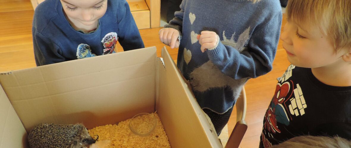 KIGA Rosenlächer: Unser Igel Ingo KIGA Rosenlächer: Unser Igel Ingo