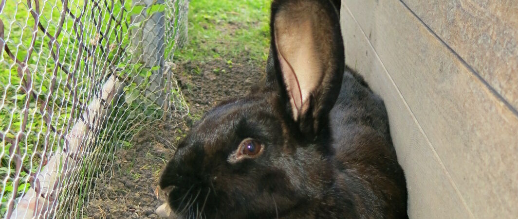 KIGA Am Schlatt: Kuschelige Besucher KIGA Am Schlatt: Kuschelige Besucher