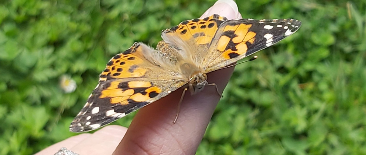KIGA Rosenlächer: Von Raupen und Schmetterlingen