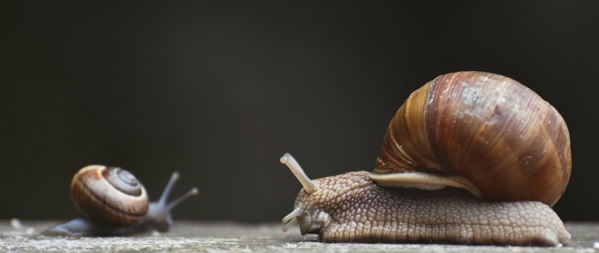 KIGA Wiesenrain: Hey du lahme Schnecke!