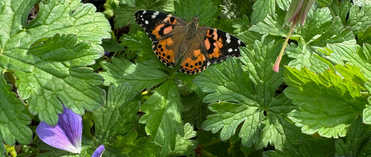 KIGA Rheindorf: Eine wunderbare Beobachtung KIGA Rheindorf: Eine wunderbare Beobachtung