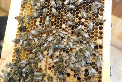 KIGA Wiesenrain: Es brummt und summt im Bienenstock