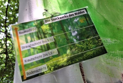 Riedfüchse gehen in die Waldschule Riedfüchse gehen in die Waldschule