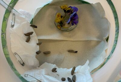 Teil 6. Alle Raupen sind verpuppt - Wir können die Kokons in das Habibat hängen und warten (3) Teil 6. Alle Raupen sind verpuppt - Wir können die Kokons in das Habibat hängen und warten (3)