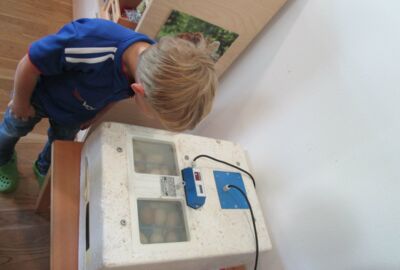 KIGA Brändle: Vom Ei zum Huhn KIGA Brändle: Vom Ei zum Huhn