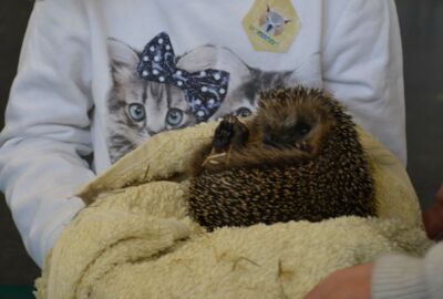 KIGA Brändle: Tierisch was los KIGA Brändle: Tierisch was los