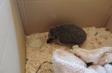 KIGA Rosenlächer: Unser Igel Ingo KIGA Rosenlächer: Unser Igel Ingo