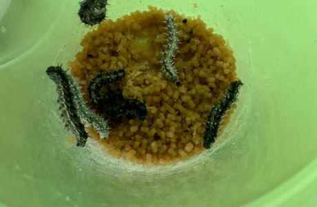 KIGA Rheindorf: Eine wunderbare Beobachtung KIGA Rheindorf: Eine wunderbare Beobachtung