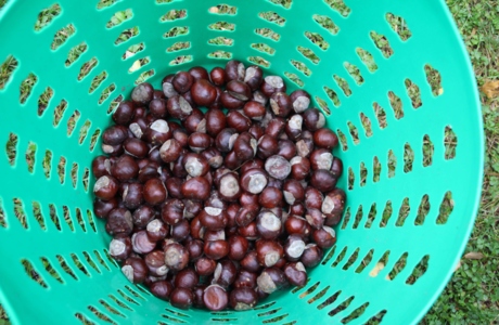 Auf den Spuren des HerbstesHerbst