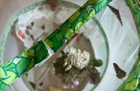 Teil 7. Die ersten Schmetterlinge sind geschlüpft (5) Teil 7. Die ersten Schmetterlinge sind geschlüpft (5)