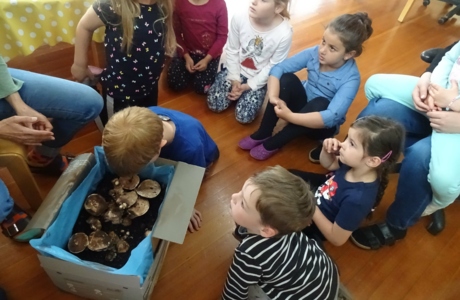 KIGA Rosenlächer: Pilzprojekt KIGA Rosenlächer: Pilzprojekt