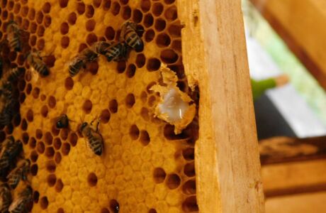 KIGA Wiesenrain: Es brummt und summt im Bienenstock KIGA Wiesenrain: Es brummt und summt im Bienenstock