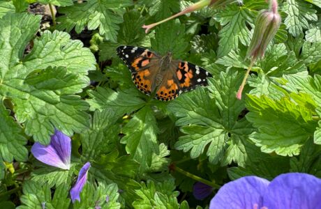 KIGA Rheindorf: Eine wunderbare Beobachtung KIGA Rheindorf: Eine wunderbare Beobachtung