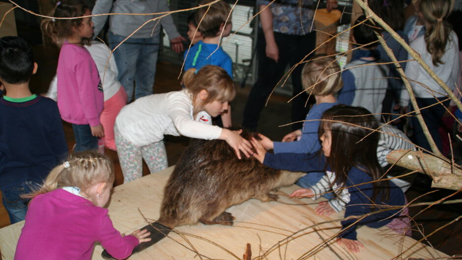 KIGA Wiesenrain: Der Bieber ist zurück in Vorarlberg KIGA Wiesenrain: Der Bieber ist zurück in Vorarlberg