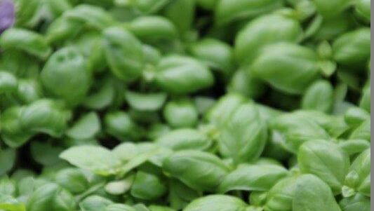 KIGA Wiesenrain: Auf den Spuren des Maulwurfes KIGA Wiesenrain: Auf den Spuren des Maulwurfes