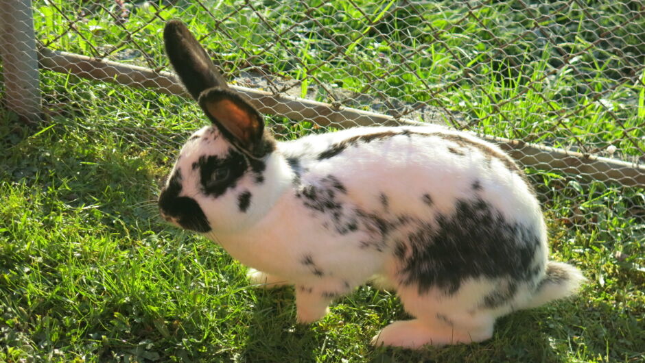 KIGA Am Schlatt: Kuschelige Besucher KIGA Am Schlatt: Kuschelige Besucher