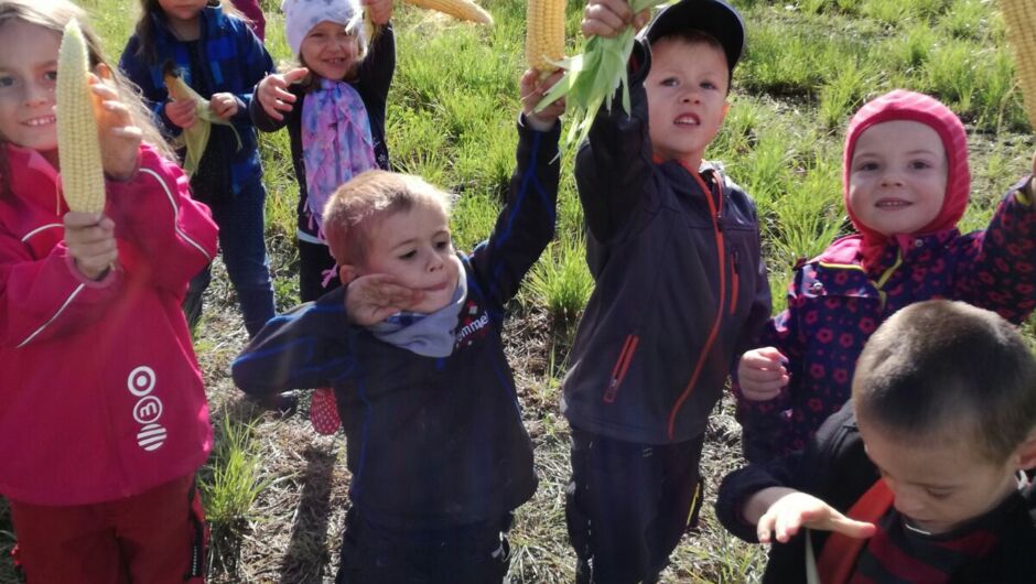 Riedkindi im Maisfieber Riedkindi im Maisfieber