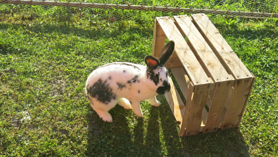 KIGA Am Schlatt: Kuschelige Besucher KIGA Am Schlatt: Kuschelige Besucher