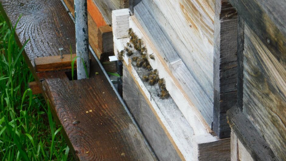 KIGA Wiesenrain: Summ, summ, summ...... KIGA Wiesenrain: Summ, summ, summ......