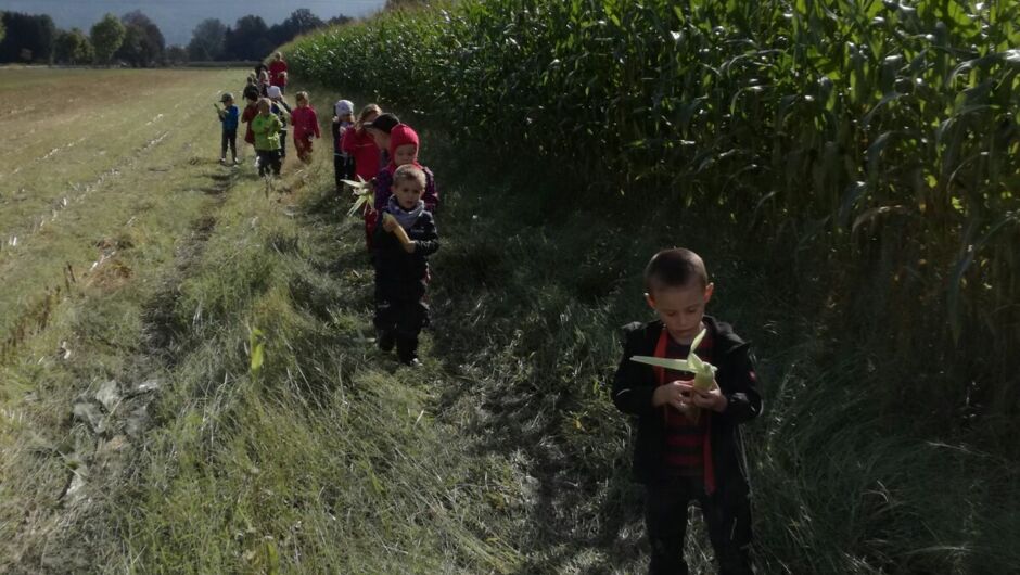 Riedkindi im Maisfieber Riedkindi im Maisfieber