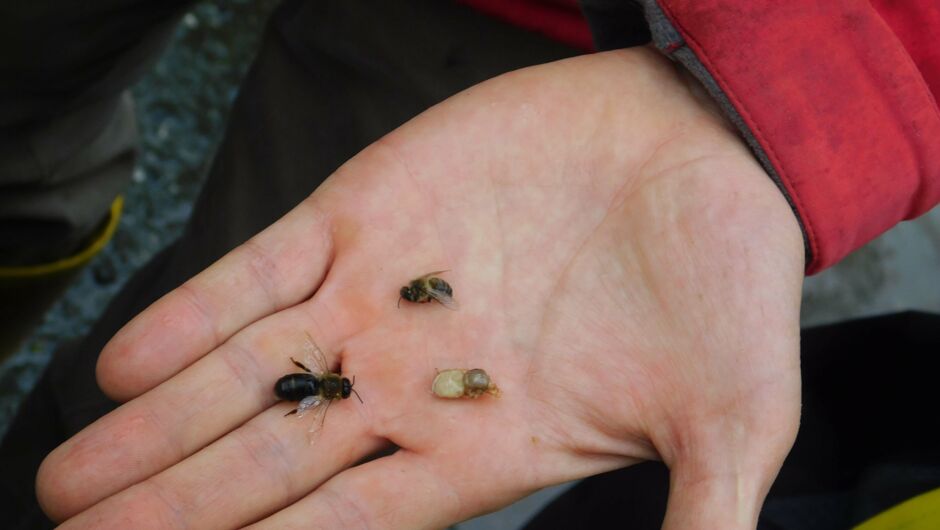 KIGA Wiesenrain: Summ, summ, summ...... KIGA Wiesenrain: Summ, summ, summ......