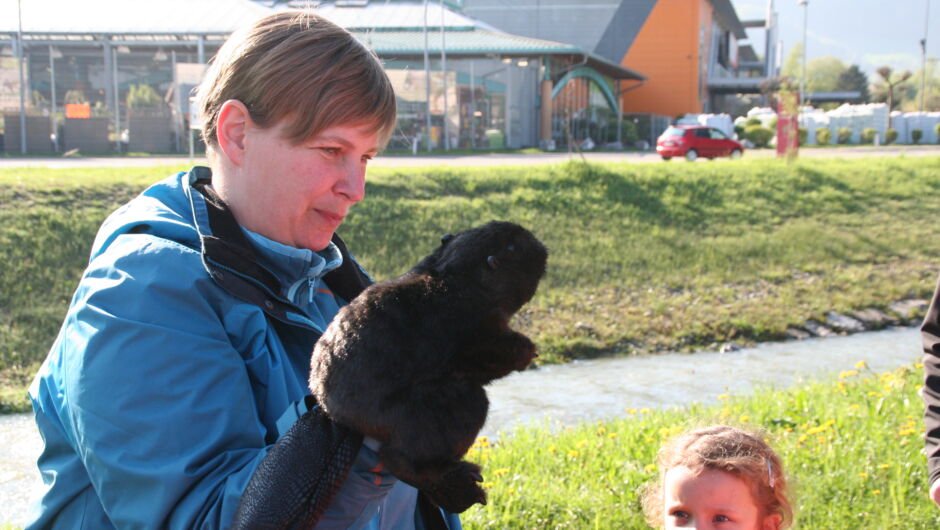 KIGA Wiesenrain: Der Bieber ist zurück in Vorarlberg KIGA Wiesenrain: Der Bieber ist zurück in Vorarlberg