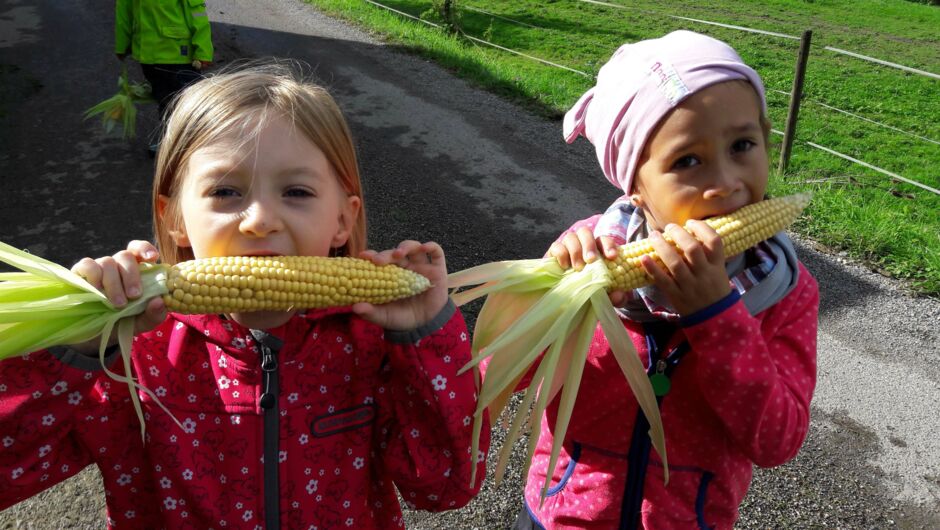 Riedkindi im Maisfieber Riedkindi im Maisfieber