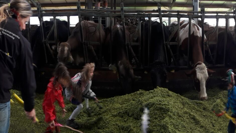 Riedkindi im Maisfieber Riedkindi im Maisfieber