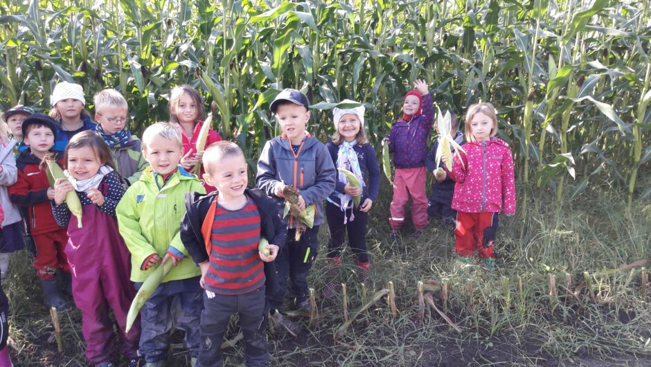 Riedkindi im Maisfieber Riedkindi im Maisfieber