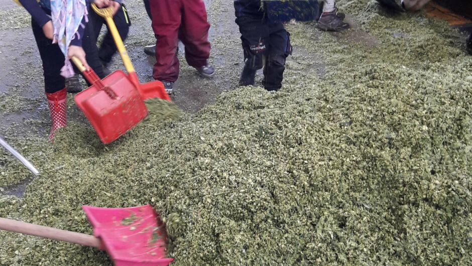 Riedkindi im Maisfieber Riedkindi im Maisfieber