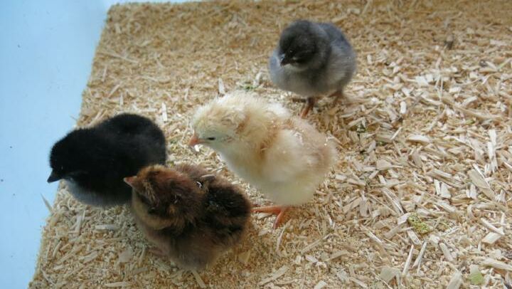 KIGA Am Schlatt: Bauernhofrallye KIGA Am Schlatt: Bauernhofrallye