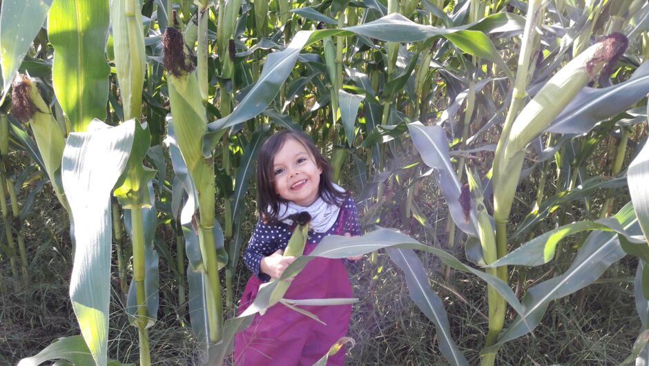 Riedkindi im Maisfieber Riedkindi im Maisfieber