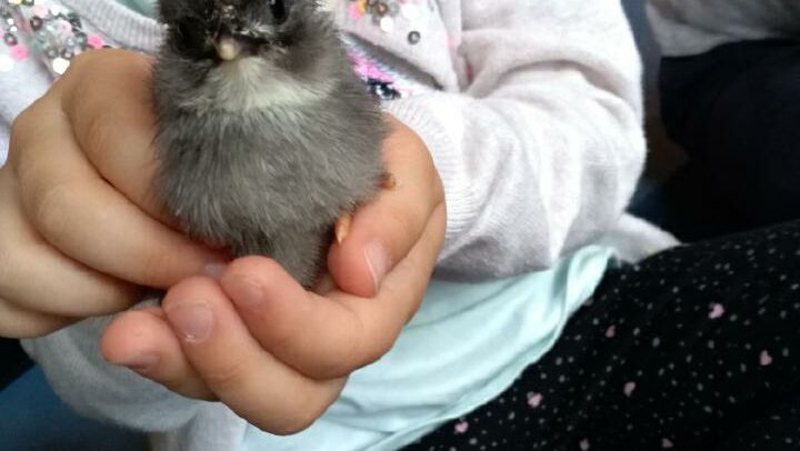 KIGA Am Schlatt: Bauernhofrallye KIGA Am Schlatt: Bauernhofrallye