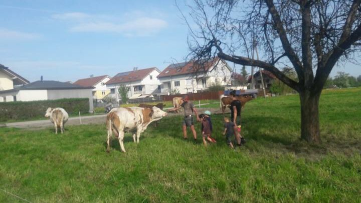 KIGA Am Schlatt: Bauernhofrallye KIGA Am Schlatt: Bauernhofrallye