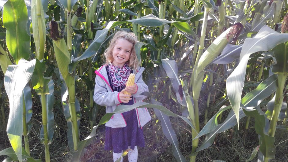 Riedkindi im Maisfieber Riedkindi im Maisfieber
