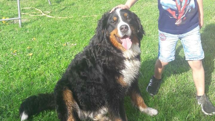 KIGA Am Schlatt: Bauernhofrallye KIGA Am Schlatt: Bauernhofrallye