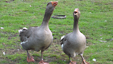 Umweltschutzpreis